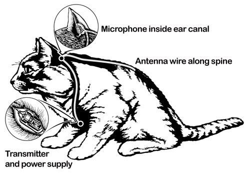 Acoustic_Kitty